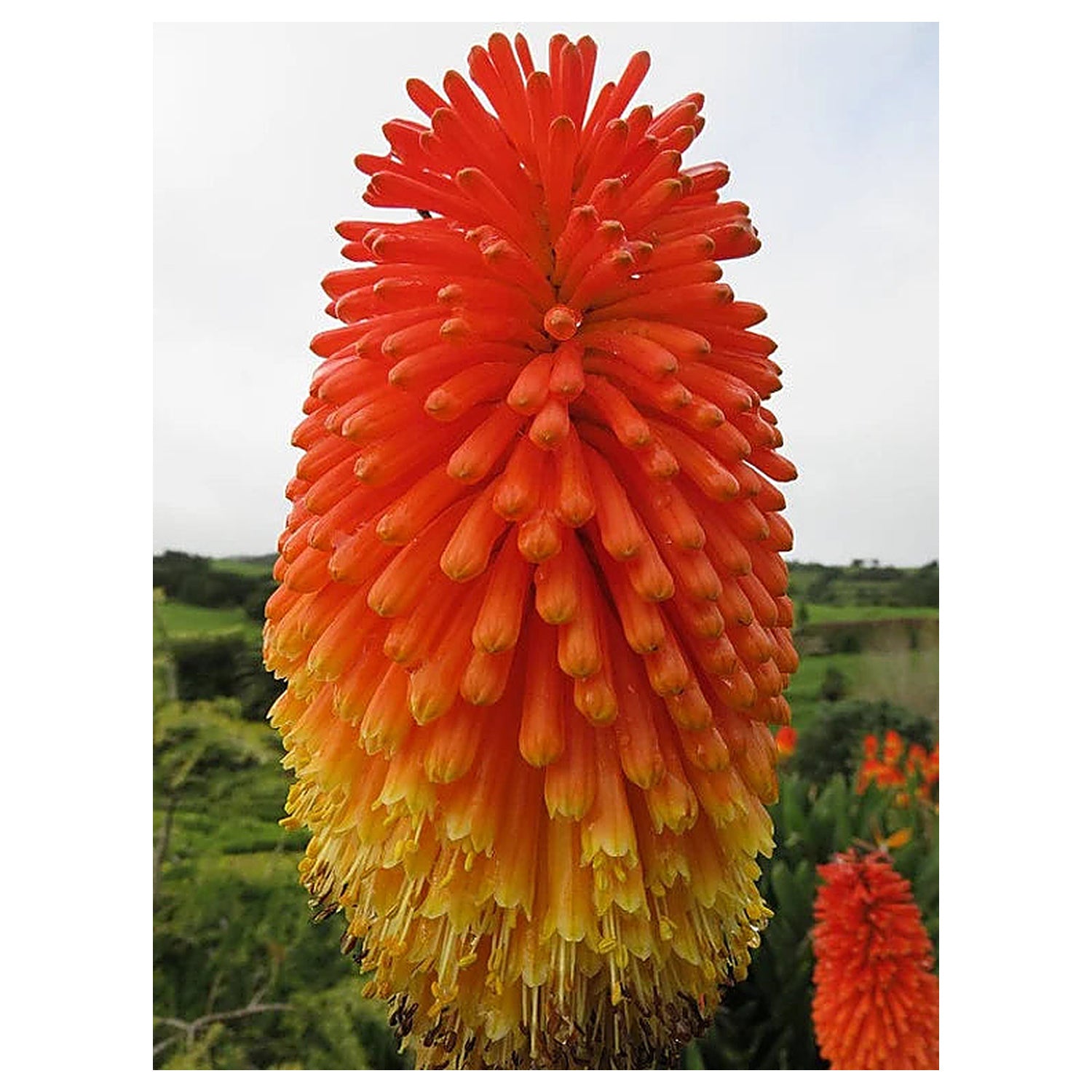 花*火様 【新品】neru design kozara BRUNT LILY t Red Hot Poker Torch Lily, Kniphofia Perennial Flower Seeds for