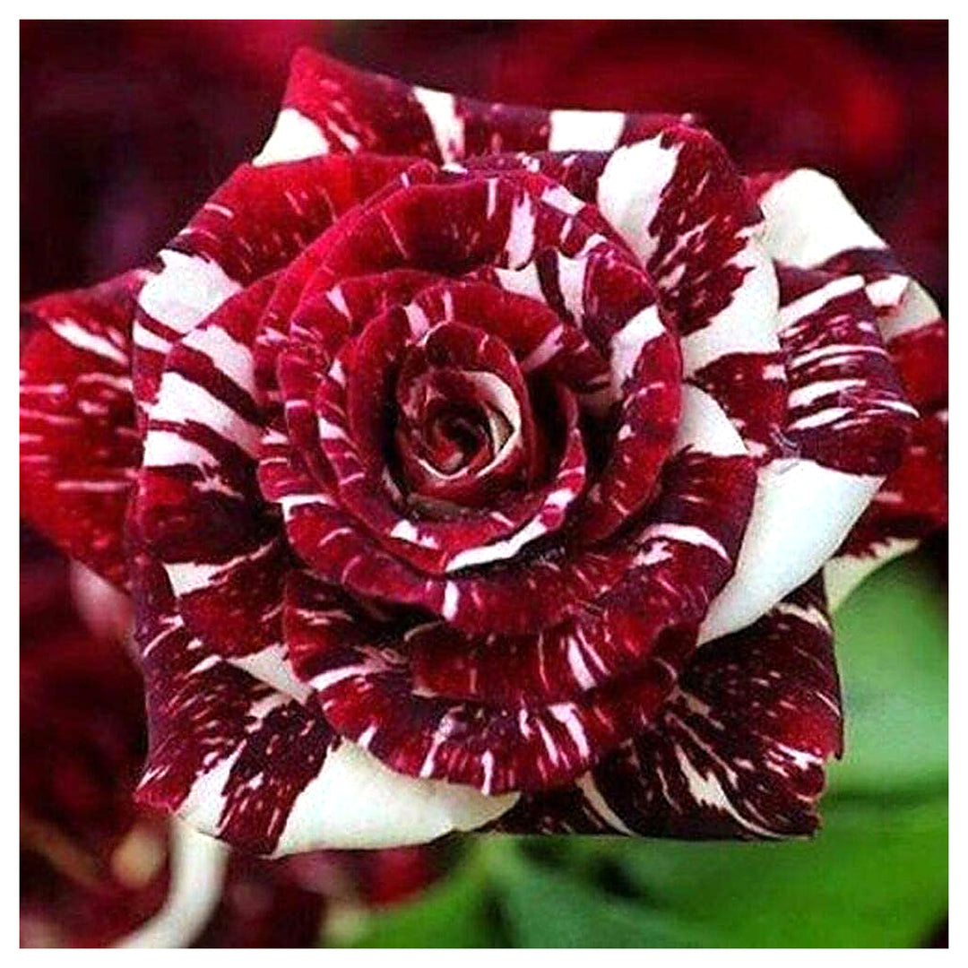 Red White Dragon Rose Flower Seeds – Heirloom Non-GMO Shrub Rose Seeds | High Germination Organic Garden Seeds for  | Neera Seeds product photo [neera-v4-6e9f9f118d0a9d0b8373]