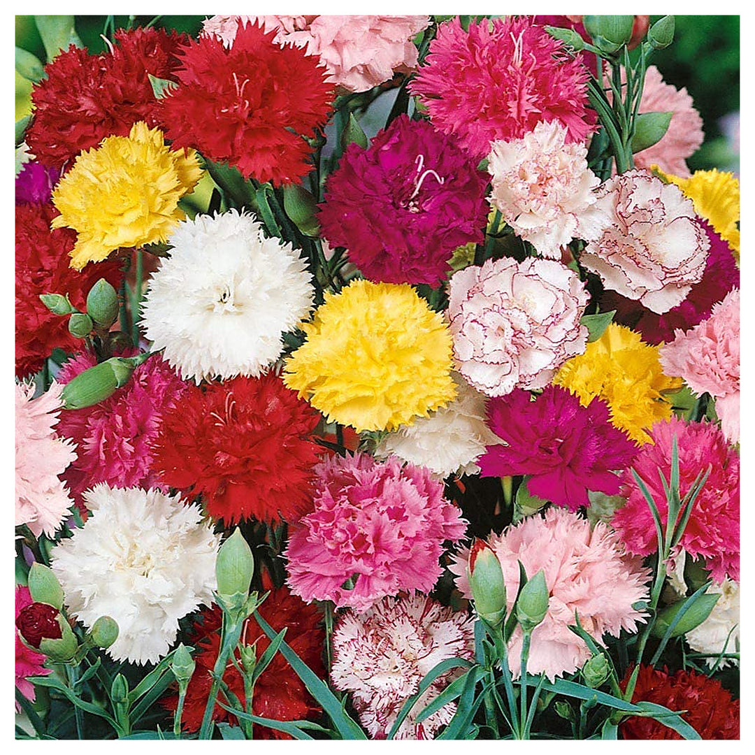 Orange Chabaud Carnation For Planting Dianthus Caryophyllus For Flower Beds And Cutting Gardens | Neera Seeds product photo [neera-v4-6ea09b228deb6a973e38]
