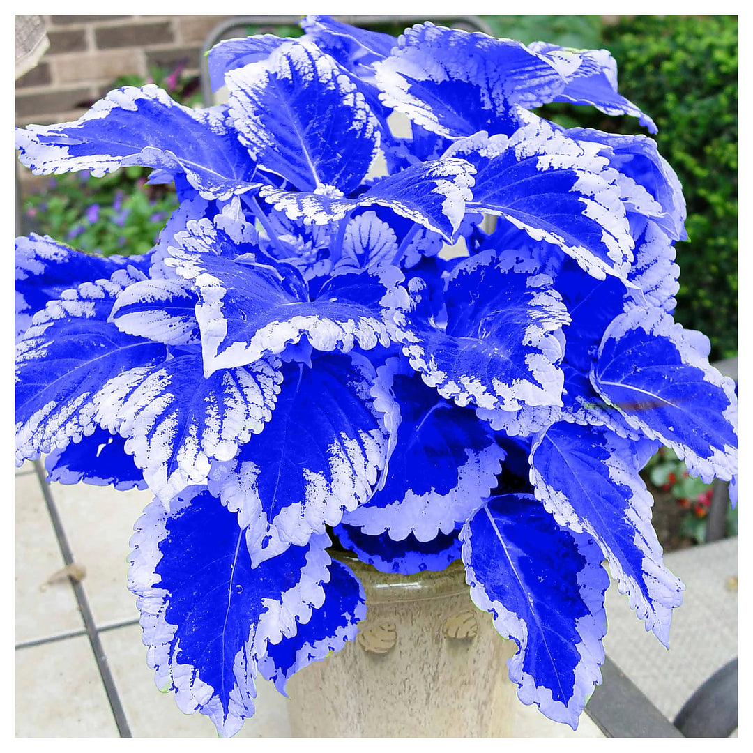 Heirloom Non-GMO Coleus Blumei Flower Seeds – Colorful Foliage Seeds for Planting, High Germination Organic Garden  | Neera Seeds product photo [neera-v4-6eb20919d563da50497c]