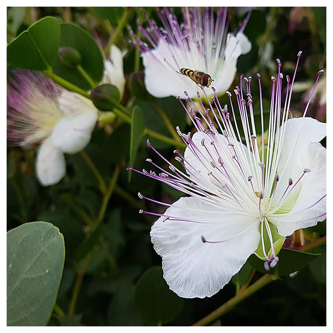 Purple Caper Bush Flower Seeds for Planting – Hardy Perennial Shrub | Neera Seeds product photo [neera-v4-6ec16e9e4073e3314643]