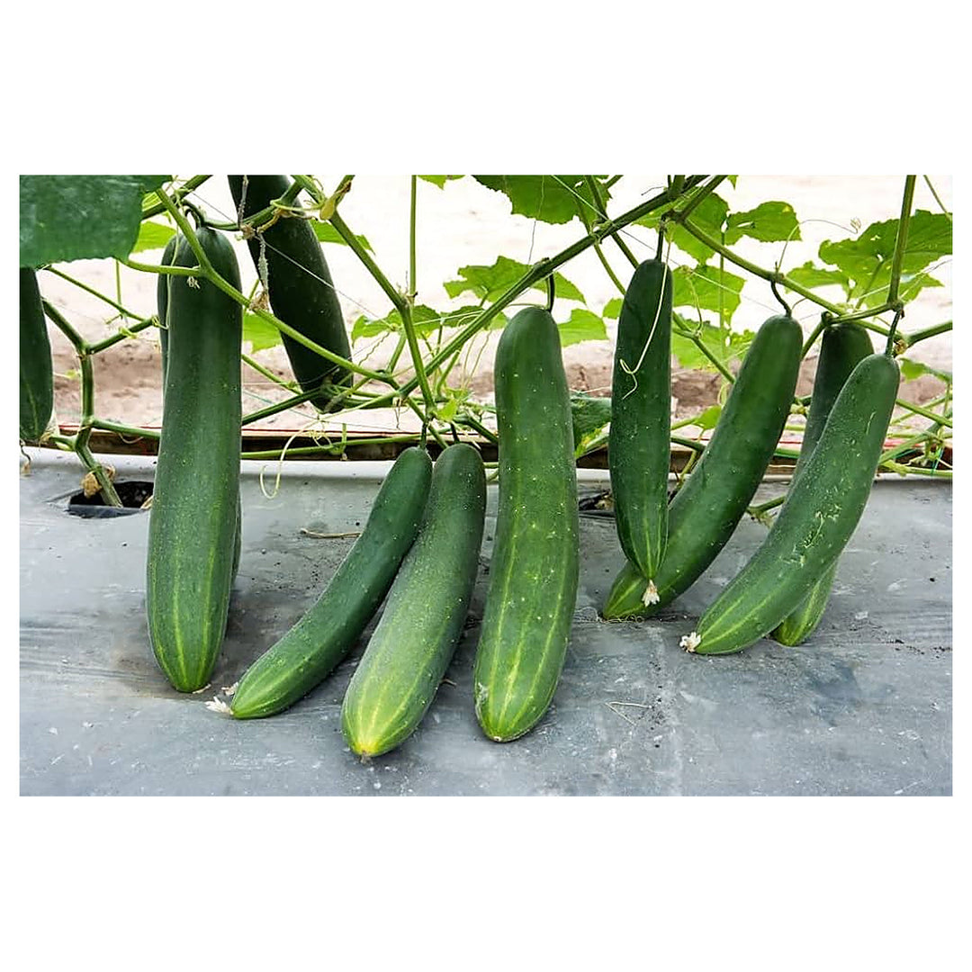 Holland Baby Cucumber Cucumis Sativus For Planting In Vegetable Patch Flower Seeds for Home Garden | Neera Seeds product photo [neera-v4-6ec8f510c91ee8a327bc]