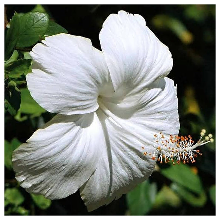Hibiscus For Planting Hibiscus Rosa Sinensis For Ornamental Gardens And Flower Beds Flower Seeds | Neera Seeds product photo [neera-v4-6ee267c662aa4fa3415c]