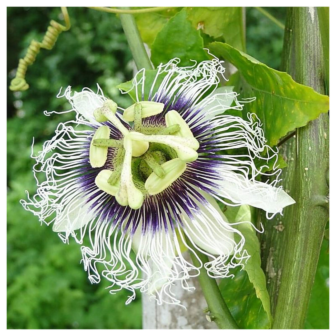Fresh Mixed Passion Flower Seeds for Garden Planting – Heirloom, Non-GMO, High Germination Organic Garden Seeds | Neera Seeds product photo [neera-v4-6ee319803dd430e372f4]