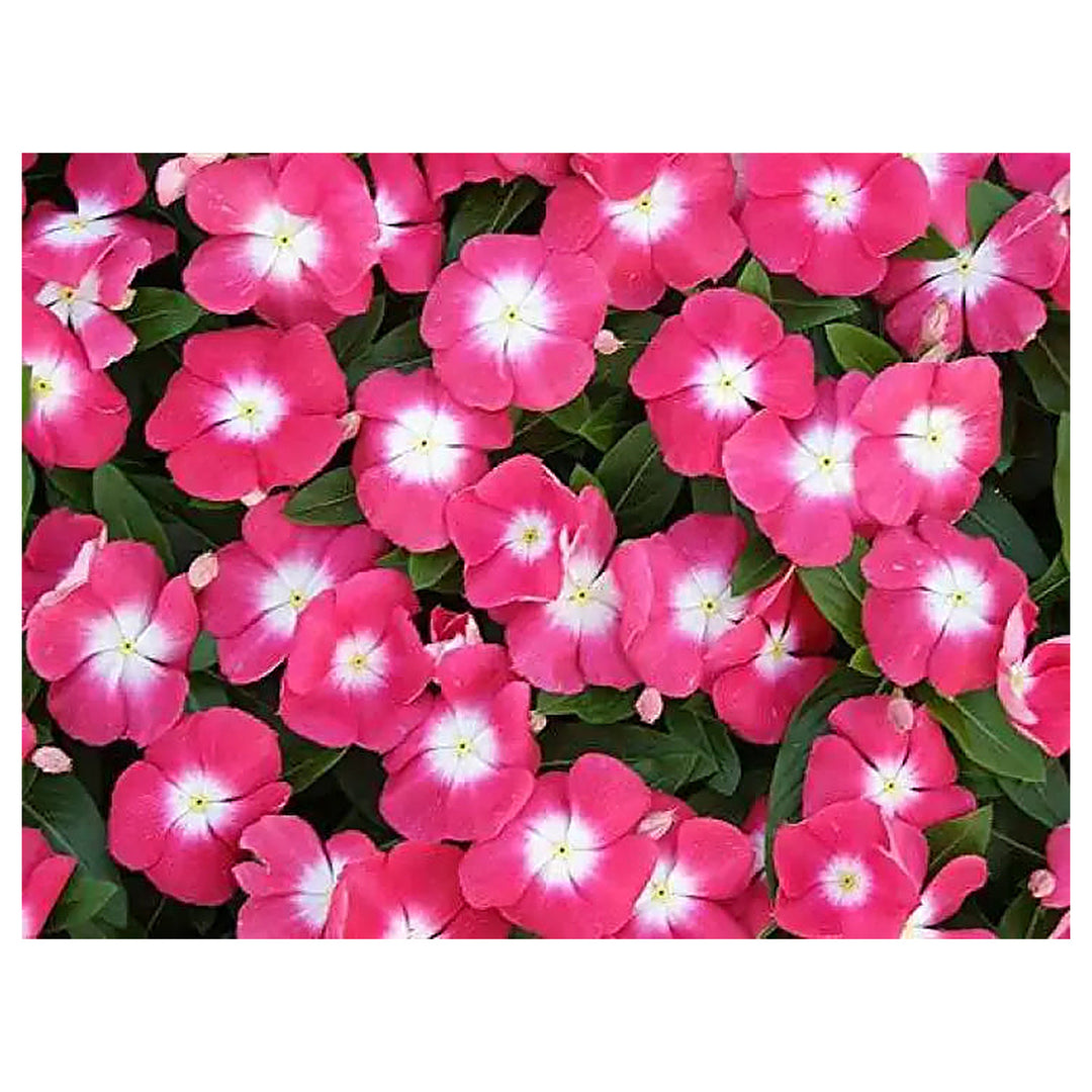 Heirloom Non-GMO Vinca Victory Flower Seeds for Planting – Hardy Blooming Ground Cover for Sunny Gardens | Neera Seeds product photo [neera-v4-6eedb73e4d179d35ea2a]