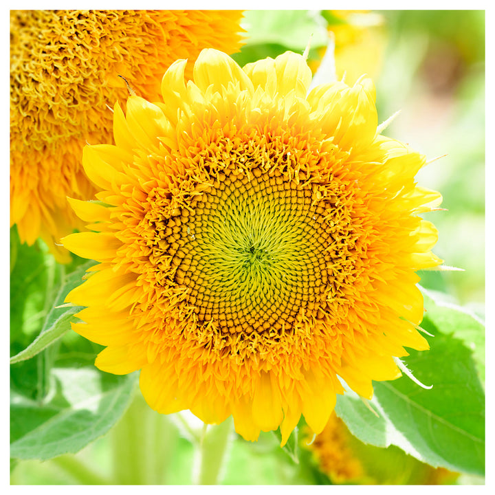 Yellow Teddy Sunflower Seeds for Planting | Heirloom Non-GMO High Germination Organic Garden Seeds | Neera Seeds product photo [neera-v4-6ef106581f0888da40b9]