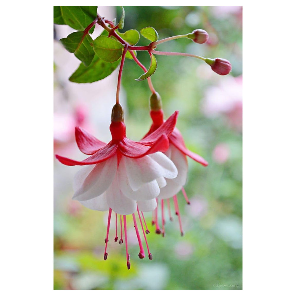 Heirloom Non-GMO Fuchsia Flower Seeds for Planting – Vibrant Hanging Blooms for Shade Gardens | Neera Seeds product photo [neera-v4-6ef7235b08a7e0ff88e9]
