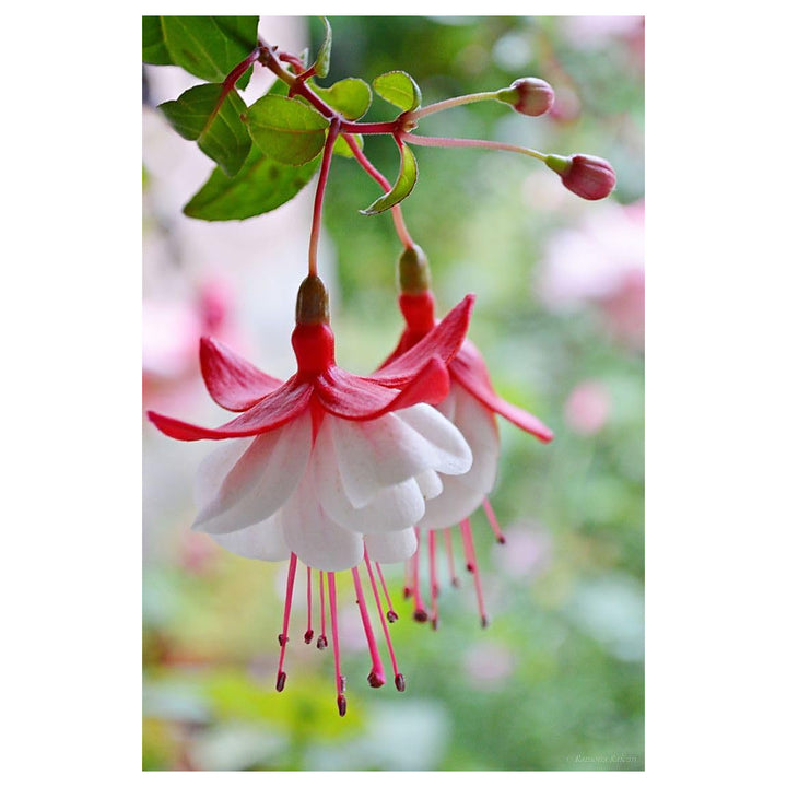 Heirloom Non-GMO Fuchsia Flower Seeds for Planting – Vibrant Hanging Blooms for Shade Gardens | Neera Seeds product photo [neera-v4-6ef7235b08a7e0ff88e9]
