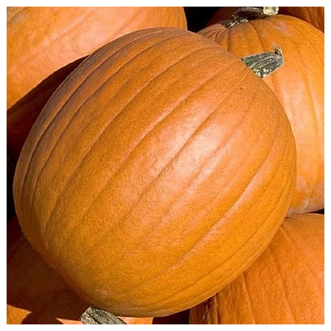 Pumpkin Almond Tom Fox Seeds for Planting – Organic, Heirloom, Non-GMO, High Germination Garden Seeds | Neera Seeds product photo [neera-v4-6f03dcb17898a72e2e55]
