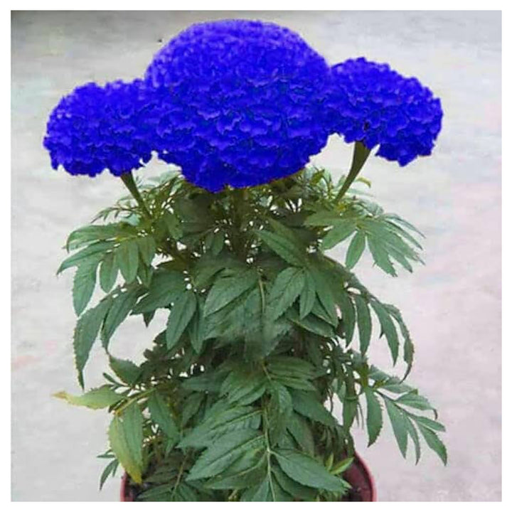 Marigold Flower Seeds 100 pc for Planting 100 pcs | Neera Seeds product photo [neera-v4-6f056b9ee1b3ff5fde19]