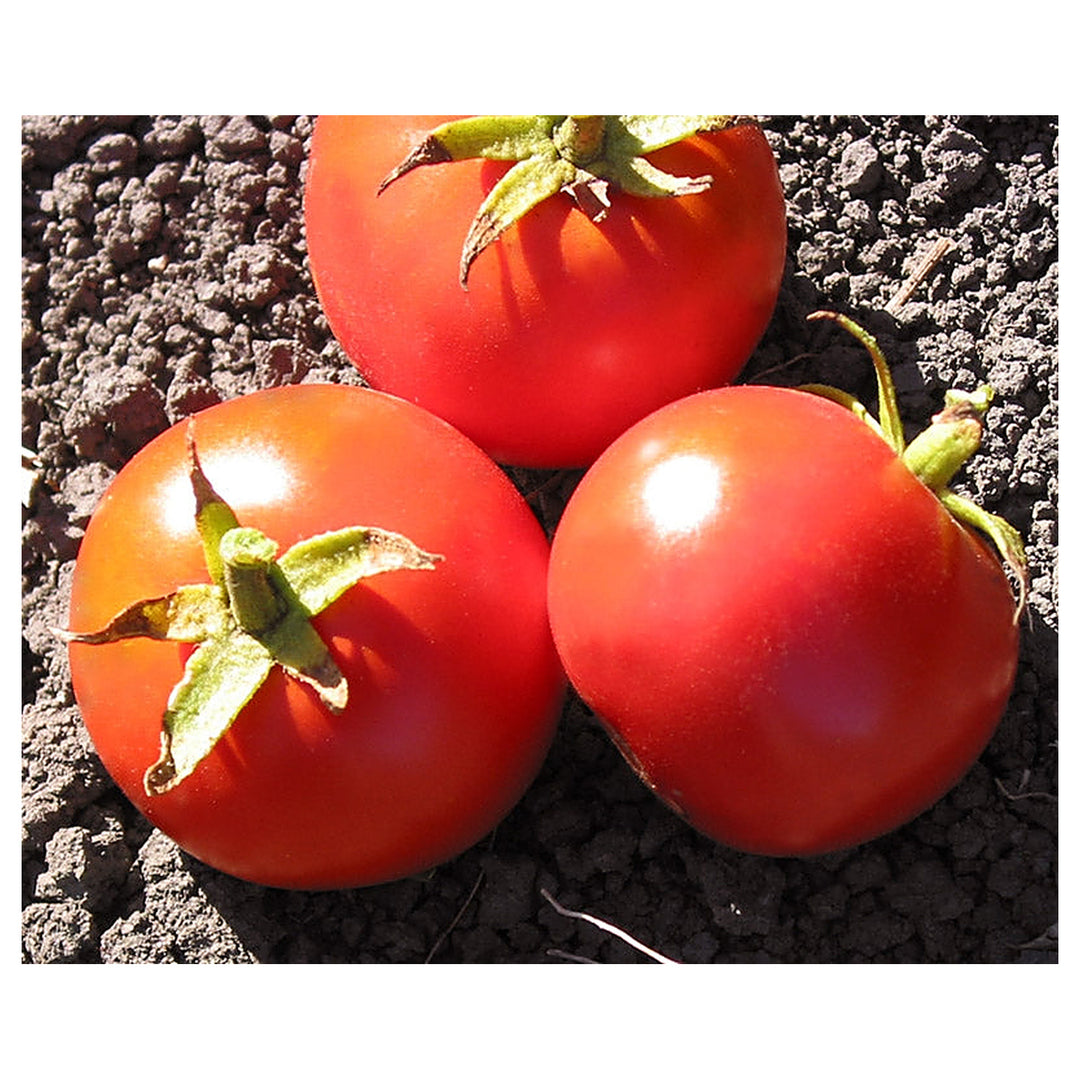 Heirloom Tomato Vegetable Seeds for Planting – Soft Pink Variety, Non-GMO, High Germination Organic Seeds | Neera Seeds product photo [neera-v4-6f0ebcbf650f64824f14]