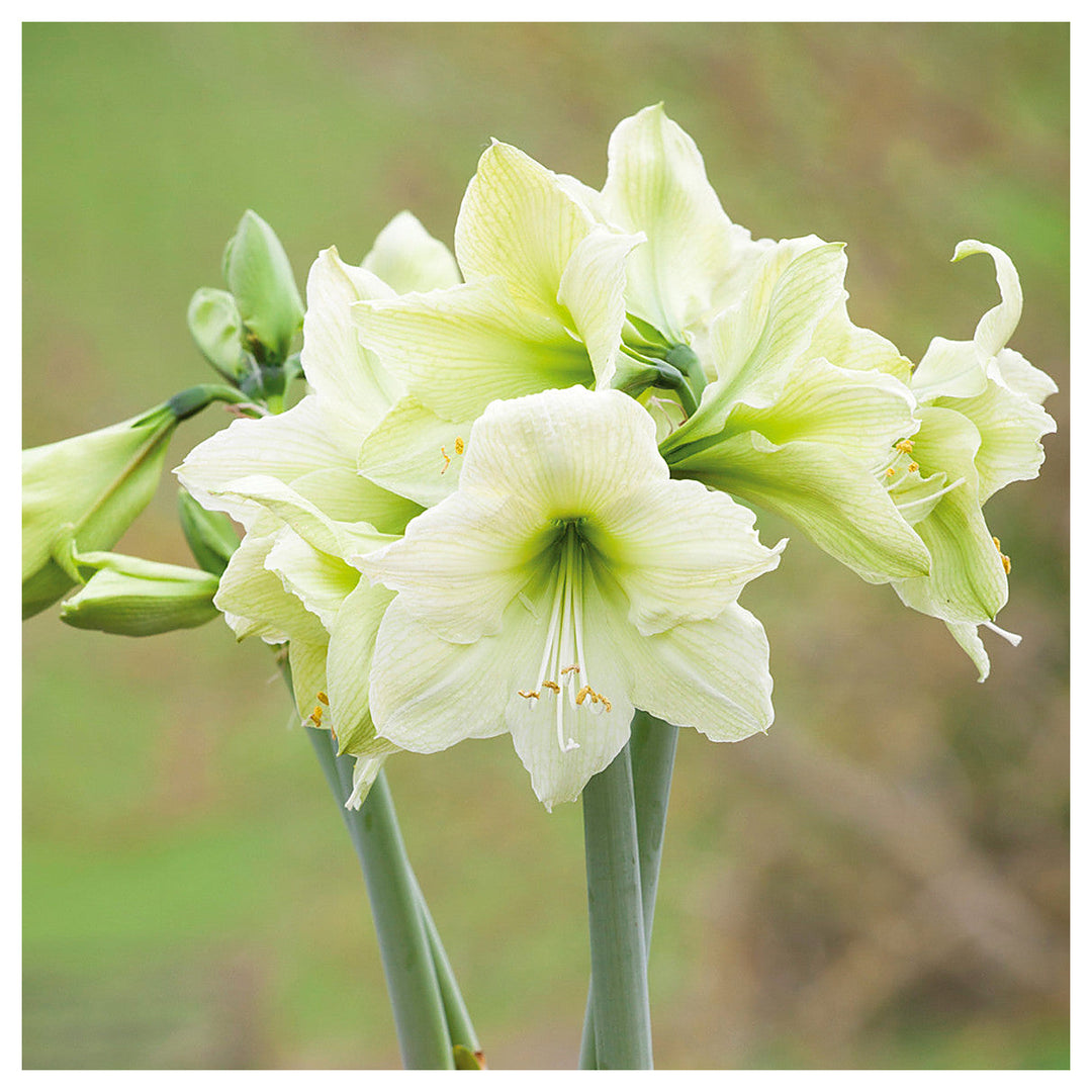 Green Hippeastrum Rutilum Flower Seeds for Planting – Heirloom, Non-GMO, High Germination Organic Amaryllis Seeds | Neera Seeds product photo [neera-v4-6f14f3474218975465d2]