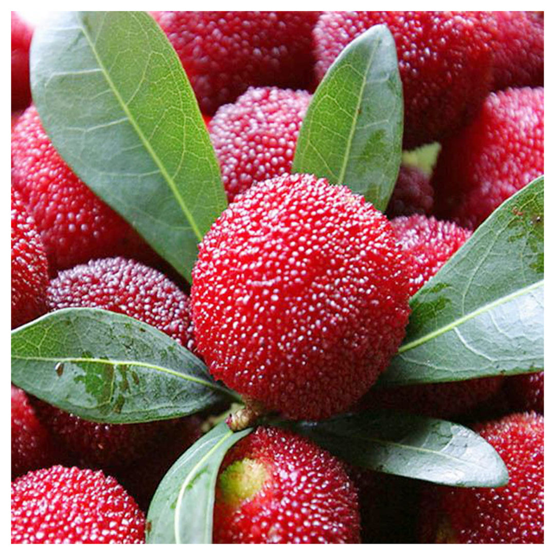 Rubra Fruit Seeds for Planting – Rare Tropical Fruits, 100 pcs, Heirloom & Non-GMO, High Germination | Neera Seeds product photo [neera-v4-6f17ee89d9c1a68b0162]