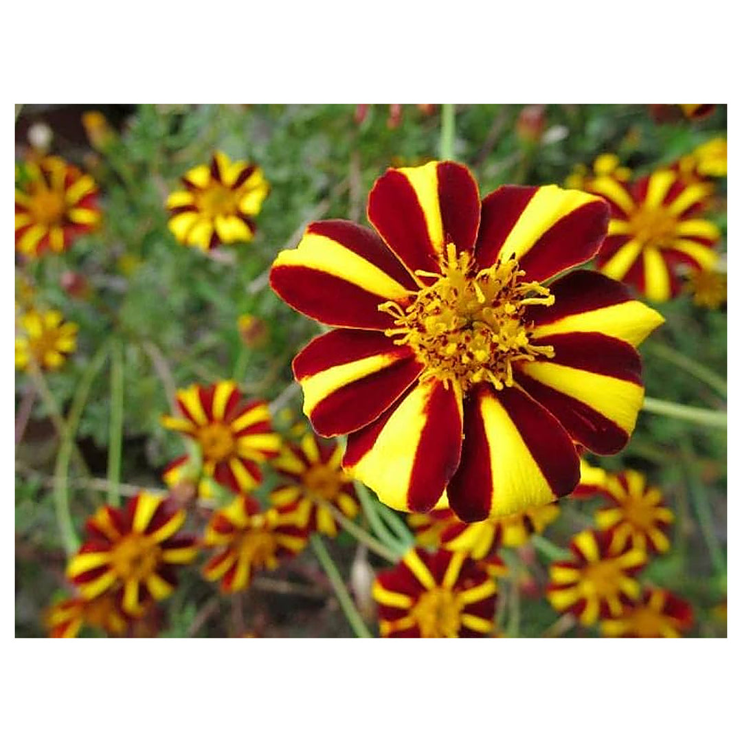 French Marigold Court Jester Planting Flower Bed And Patio Flower Seeds Home Garden | Neera Seeds product photo [neera-v4-6f1dbfbb0851c248db26]