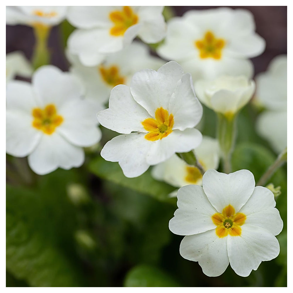Organic Heirloom Non-GMO White Primrose Seeds for Planting – Spring Garden Blooms | Neera Seeds product photo [neera-v4-6f3f2320306096b90273]