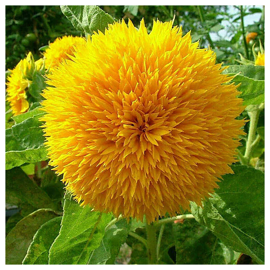 Teddy Bear Sunflower Seeds for Planting – Heirloom, Non-GMO, High Germination Organic Garden Flower Seeds | Neera Seeds product photo [neera-v4-6f42dd85ab50f80a81e2]