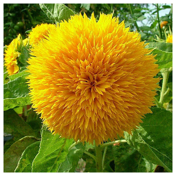 Teddy Bear Sunflower Seeds for Planting – Heirloom, Non-GMO, High Germination Organic Garden Flower Seeds | Neera Seeds product photo [neera-v4-6f42dd85ab50f80a81e2]