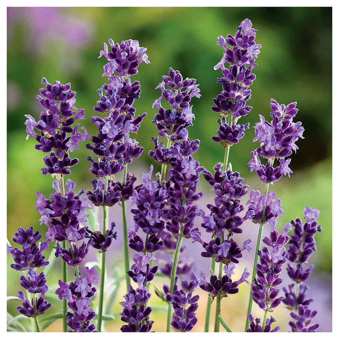 Heirloom Non-GMO Angustifolia Flower Seeds for Garden Planting – Drought-Tolerant Blooms | Neera Seeds product photo [neera-v4-6f515adea1fb9ae960ba]