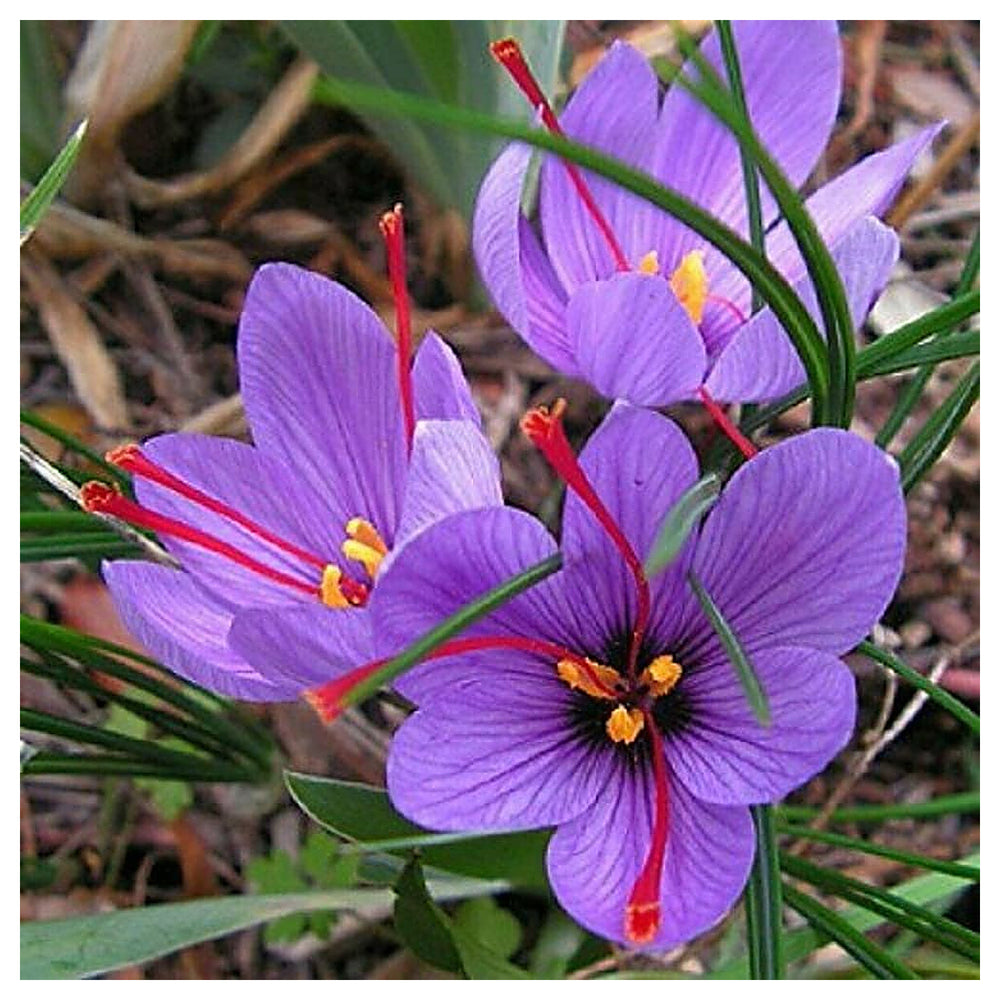 Heirloom Non-GMO Crocus Sativus Flower Seeds for Planting – Saffron-Producing Garden Blooms, High Germination | Neera Seeds product photo [neera-v4-6f5aa09fbb364f10f608]