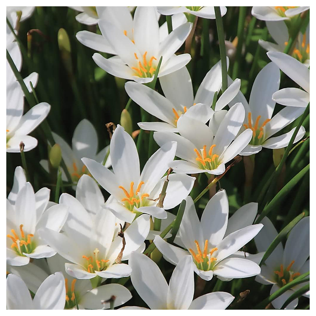 Heirloom Non-GMO Zephyranthes Carinata Flower Seeds for Planting – Rain Lily Colorful Garden Blooms | Neera Seeds product photo [neera-v4-6f5b640f577ce0d15f73]