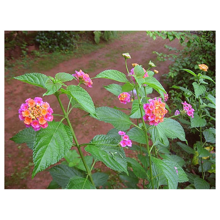 Heirloom Non-GMO Lantana Flower Seeds for Planting – Vibrant Butterfly-Friendly Garden Blooms | Neera Seeds product photo [neera-v4-6f63d3f8b3249c954dec]
