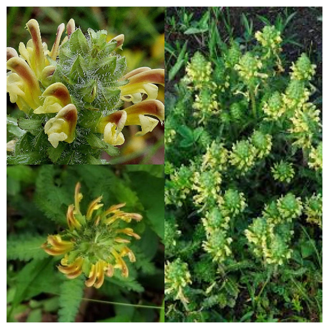 Lousewort Flower Seeds for Planting – Hardy Perennial Wildflower, Attracts Pollinators | Neera Seeds product photo [neera-v4-6f67dd550e6d6cc58370]