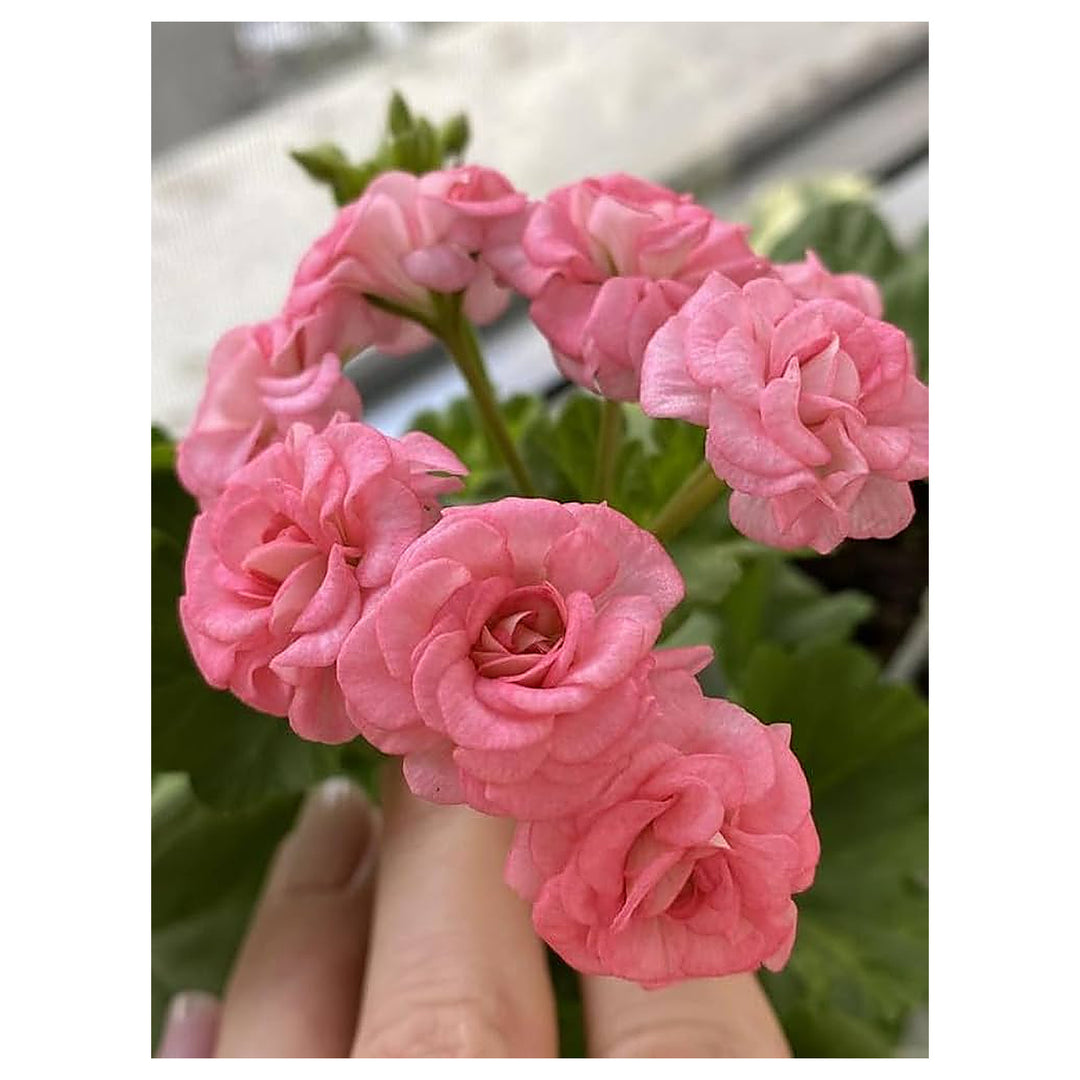 Peach Geranium Pelargonium Seeds for Planting – Heirloom Non-GMO Organic Garden Seeds, High Germination | Neera Seeds product photo [neera-v4-6f6ba7f3044e1bf5dfa3]