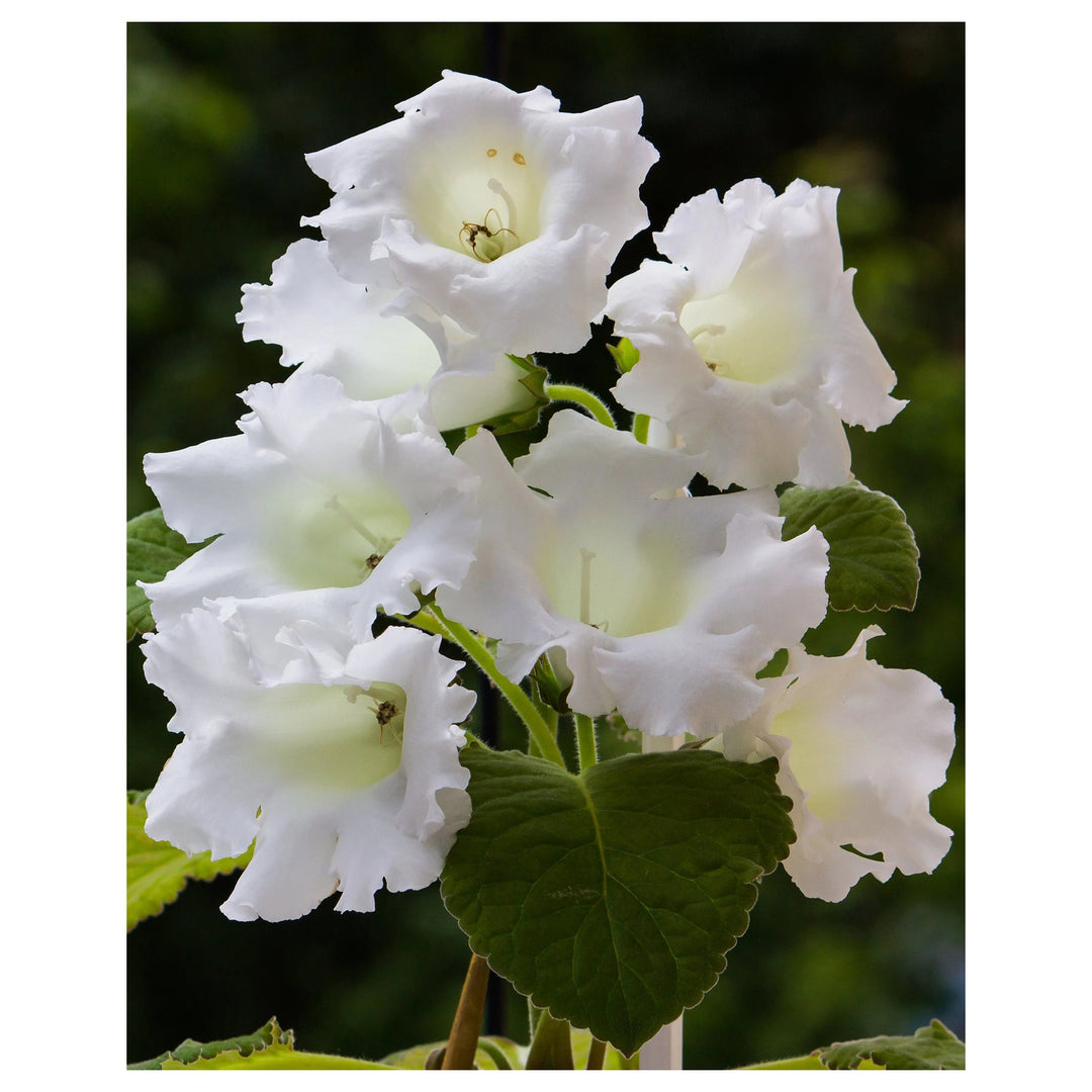 White Gloxinia Flower Seeds for Planting – Heirloom, Non-GMO, High Germination Organic Garden Seeds | Neera Seeds product photo [neera-v4-6f6d1c1ed99d9d2a4bc5]