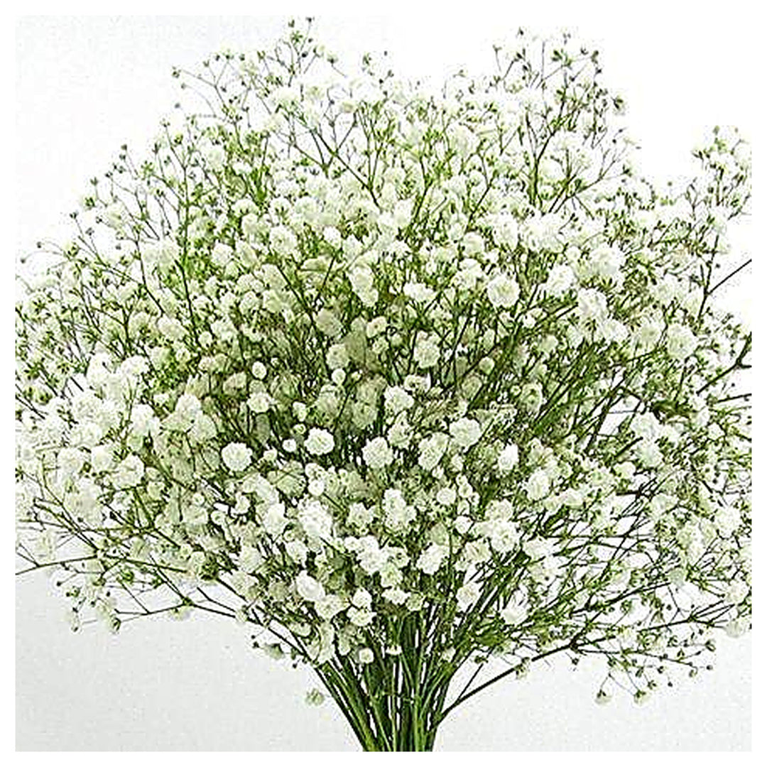 Happy Farm Gypsophila Sky Stars Hybrids Decorative Landscaping And Perennial Flower Plants | Neera Seeds product photo [neera-v4-6f710feb5e82c534625b]