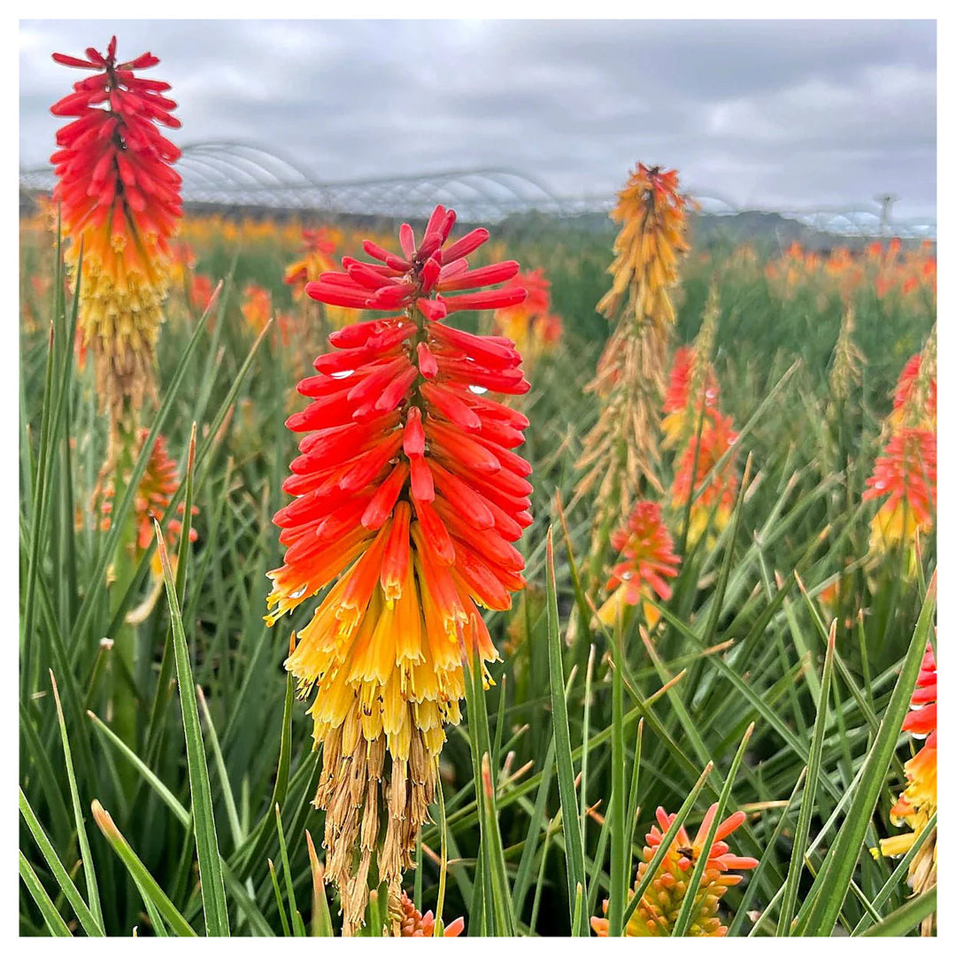Heirloom Non-GMO Red Yellow Kniphofia Flower Seeds – Vibrant Torch-Lily Seeds for Planting | Neera Seeds product photo [neera-v4-6fa28408ff5fc50e877e]