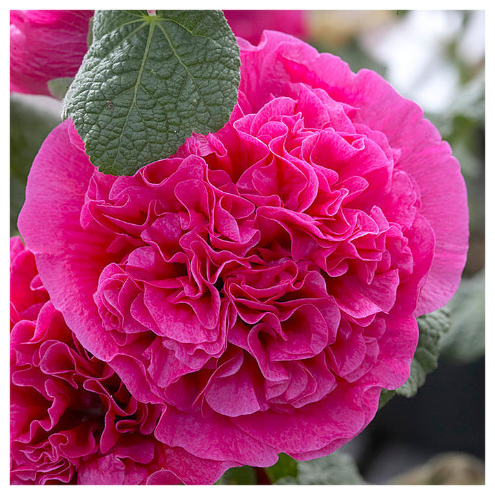 Heirloom Hollyhock Flower Seeds, Non-GMO Tall Cottage Garden Blooms for Vibrant Planting | Neera Seeds product photo [neera-v4-6fa7abaf600617e57d1b]