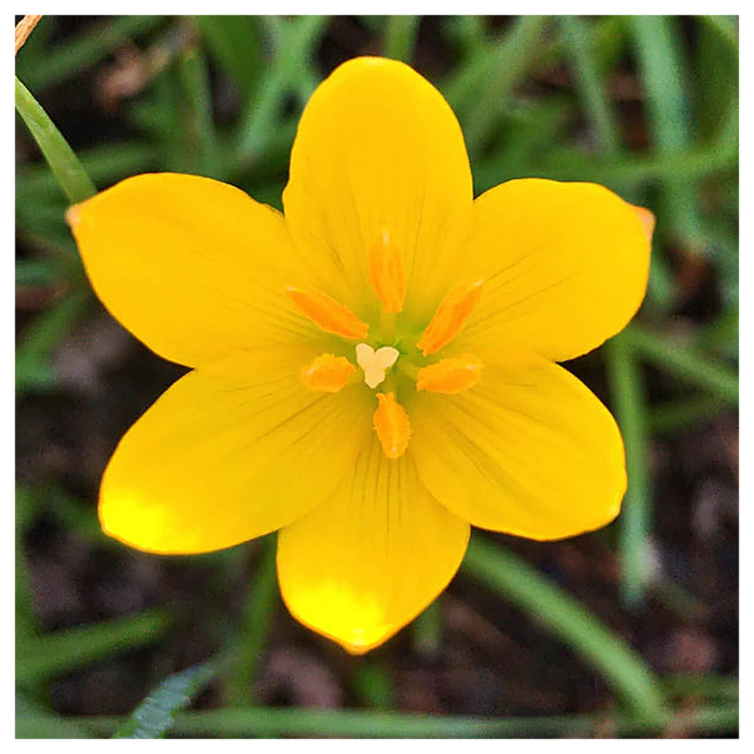 Heirloom Non-GMO Yellow Viola Flower Seeds for Planting – Bright Blooming Flower Seeds | Neera Seeds product photo [neera-v4-6fb9f2a8a059476fcdf1]