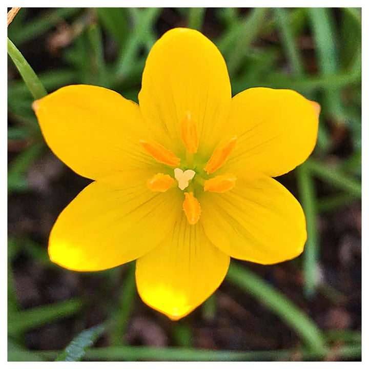 Heirloom Non-GMO Yellow Viola Flower Seeds for Planting – Bright Blooming Flower Seeds | Neera Seeds product photo [neera-v4-6fb9f2a8a059476fcdf1]