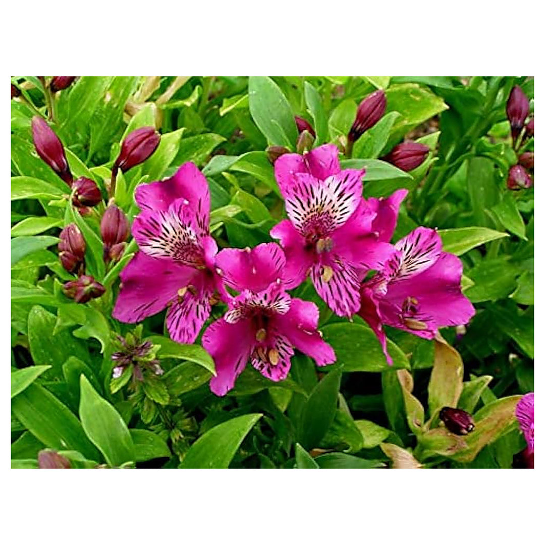 Alstroemeria Peruvian Lily Alstroemeria spp Flower Seeds for Planting in Flower Garden Heirloom Non-GMO High Germin | Neera Seeds product photo [neera-v4-6fbc1cbd0ab376592ce5]