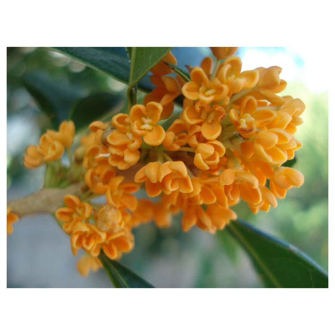 Osmanthus Fragrans Flower Seeds – Heirloom, Non-GMO, High Germination Fragrant Organic Garden Seeds for Planting | Neera Seeds product photo [neera-v4-6fd54f62298d0d65ba2b]