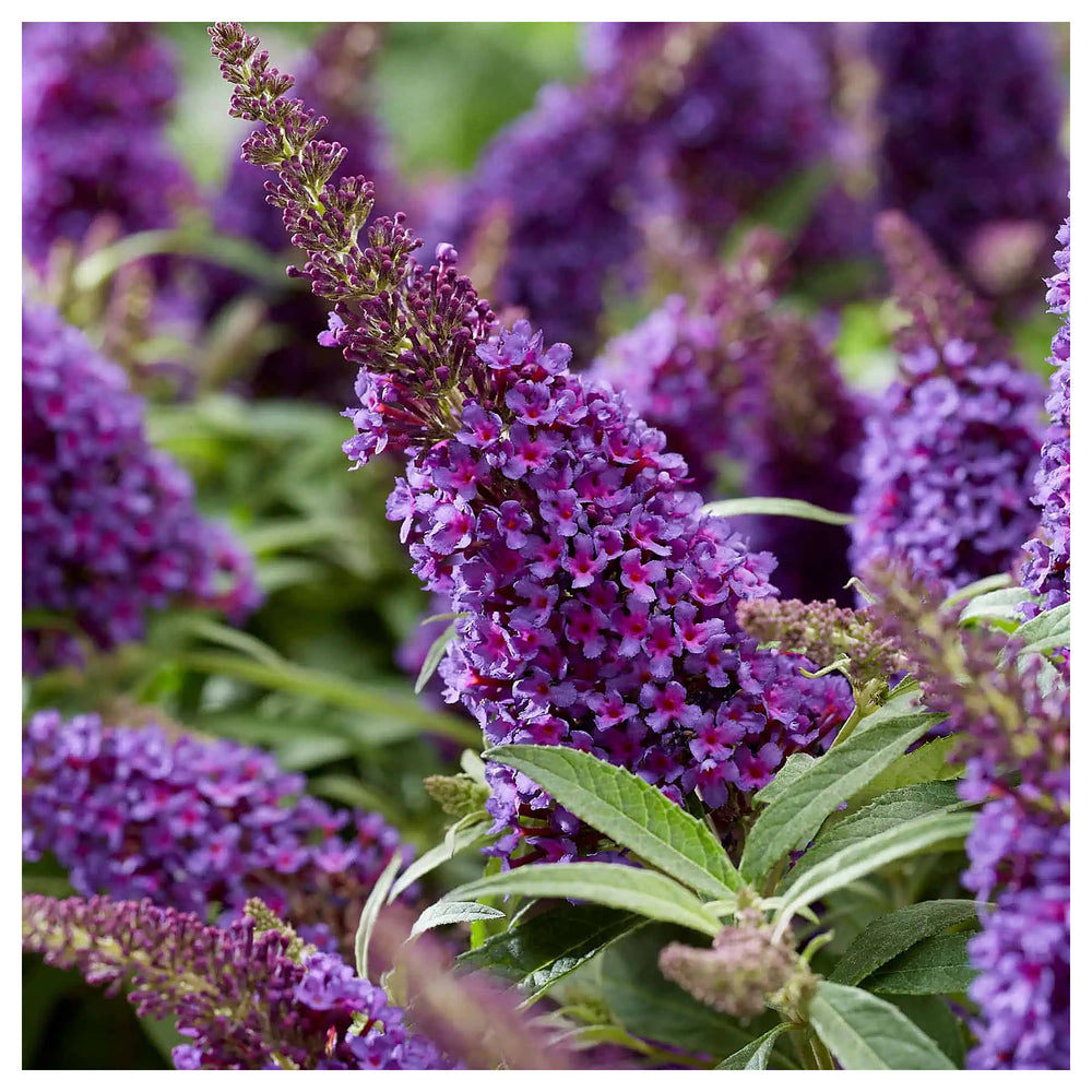 Blue Buddleia Butterfly Bush Flower Seeds for Planting - NON GMO Seeds | Neera Seeds product photo [neera-v4-6fe86cc5238bf386a6d8]