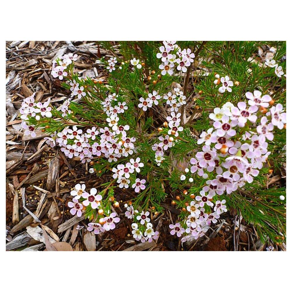 Geraldton Wax Flower Seeds for Planting – Exotic Evergreen Blooms | Neera Seeds product photo [neera-v4-6fffc41d6d39ecb2f5db]