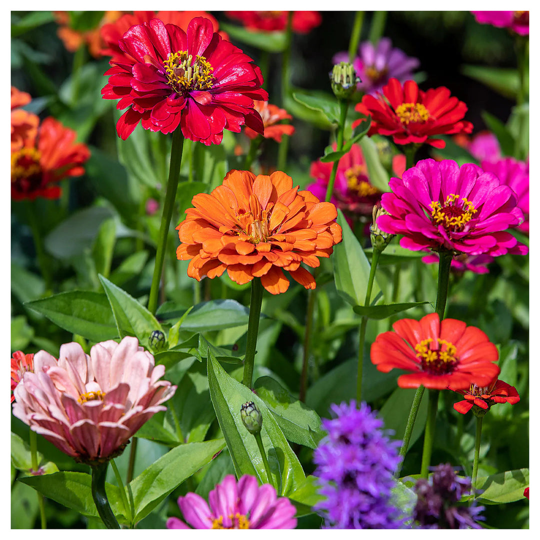 Mixed Zinnia Flower Seeds for Planting – Vibrant Colors for Garden Blooms, Non-GMO, Heirloom seeds | Neera Seeds product photo [neera-v4-701b45508640ac59b527]