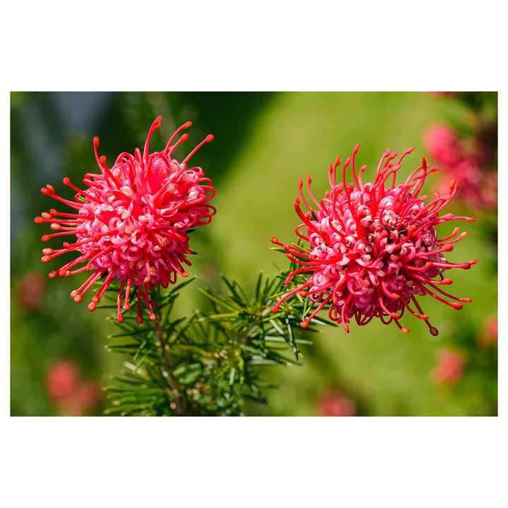 Heirloom Non-GMO Grevillea Flower Seeds for Planting – Drought-Tolerant Ornamental Blooms | Neera Seeds product photo [neera-v4-701c673d9a195736df50]