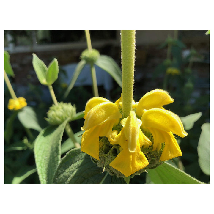 Yellow Jerusalem Sage Flower Seeds for Planting – Heirloom &amp; Non-GMO Garden Blooms | Neera Seeds product photo [neera-v4-7043d0d654e89f6fa6e8]