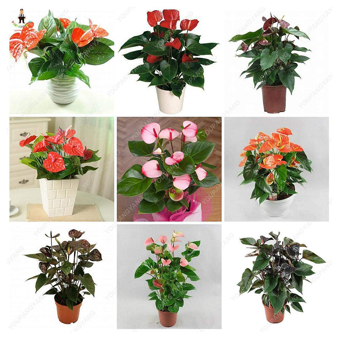 Anthurium Andraeanum Mixed Flower Seeds - Heirloom, Non-GMO, High Germination Organic Tropical Garden Seeds for Pla | Neera Seeds product photo [neera-v4-7048e466fd8932d5bce1]