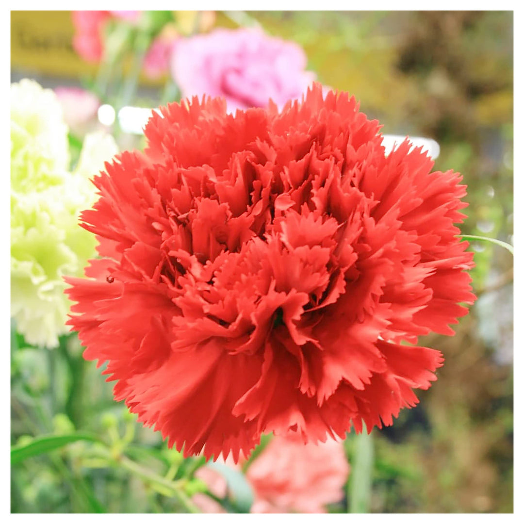Carnation Grenadin Scarlet Dianthus Caryophyllus For Planting Bulk Flower Seeds for Home Garden | Neera Seeds product photo [neera-v4-704d4b307559891c0d02]
