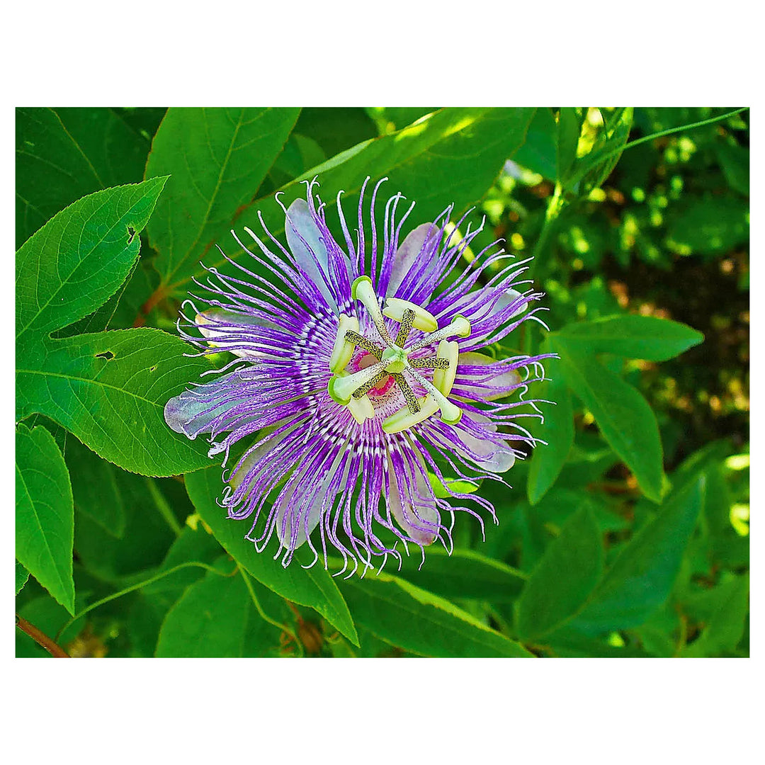 Organic Heirloom Non-GMO Purple Passiflora Flower Seeds for Planting – Exotic Passion Vine | Neera Seeds product photo [neera-v4-705b01fa38dee29b7693]