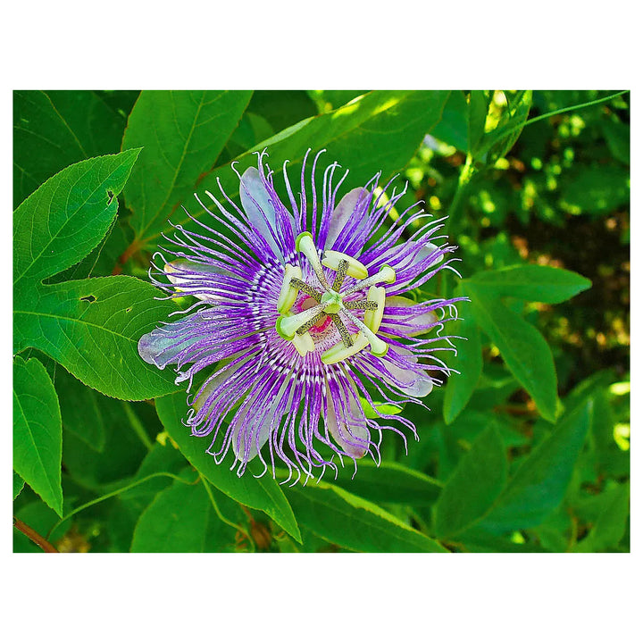Organic Heirloom Non-GMO Purple Passiflora Flower Seeds for Planting – Exotic Passion Vine | Neera Seeds product photo [neera-v4-705b01fa38dee29b7693]