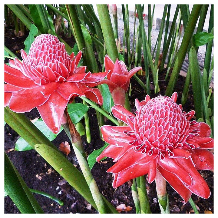 Heirloom Non-GMO Ginger Flower Seeds for Planting – Fragrant Tropical Blooms, High Germination Ornamental Garden Se | Neera Seeds product photo [neera-v4-705e61da1cd8421e9ad5]