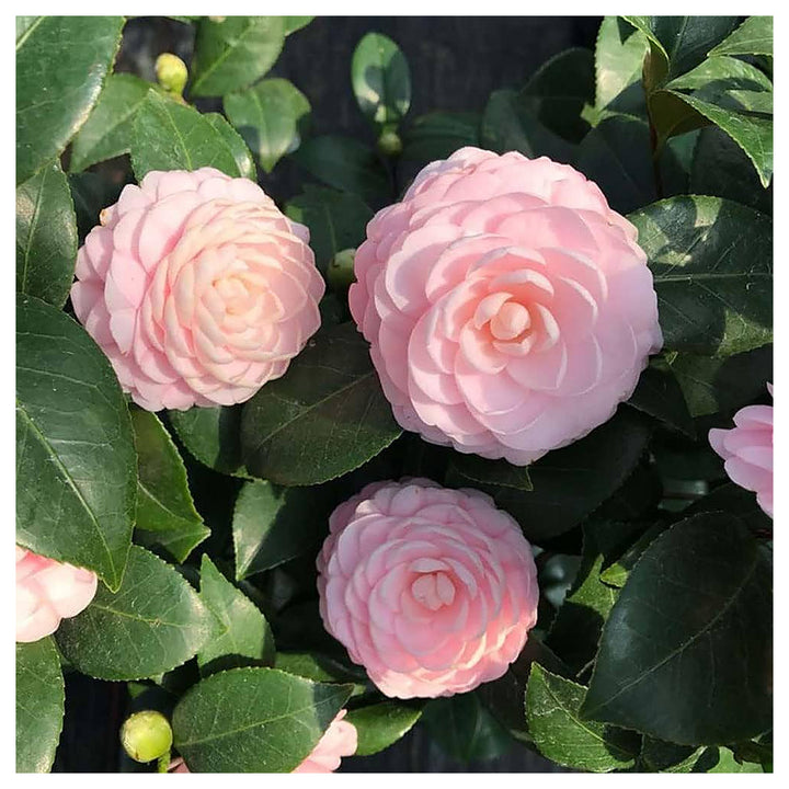 Heirloom Non-GMO Camellia Flower Seeds – High Germination Seeds for Planting Beautiful Garden Blooms | Neera Seeds product photo [neera-v4-70614a616ee4381d7ba4]
