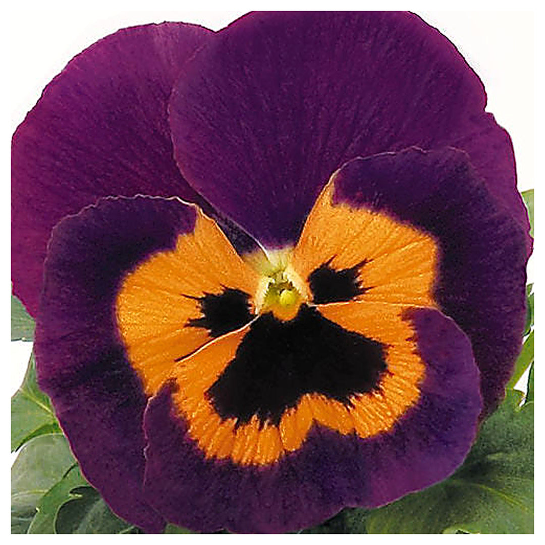 Orange Violet Pansy Flower Seeds for Planting - Non GMO seeds | Neera Seeds product photo [neera-v4-7062a2f82dd5e60ccee2]