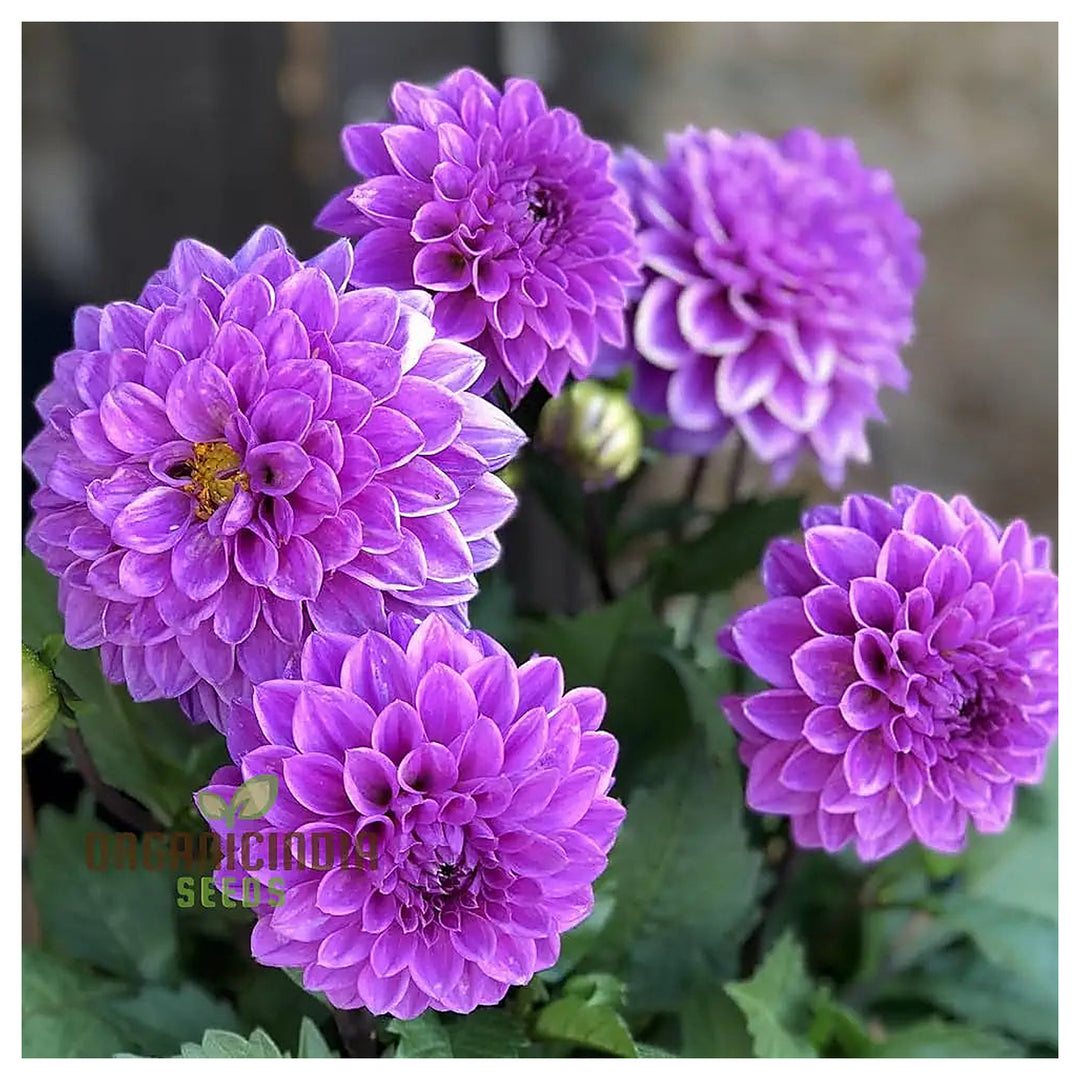 Astrantia Masterwort Purple Seeds – Organic, Heirloom, Non-GMO Flower Seeds | Neera Seeds product photo [neera-v4-706d51e9beaa124ca5ce]