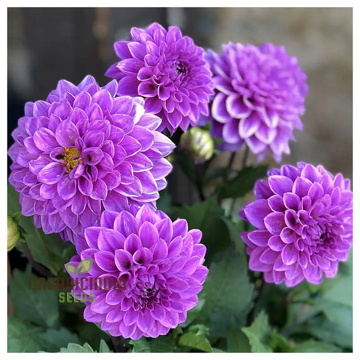 Astrantia Masterwort Purple Seeds – Organic, Heirloom, Non-GMO Flower Seeds | Neera Seeds product photo [neera-v4-706d51e9beaa124ca5ce]