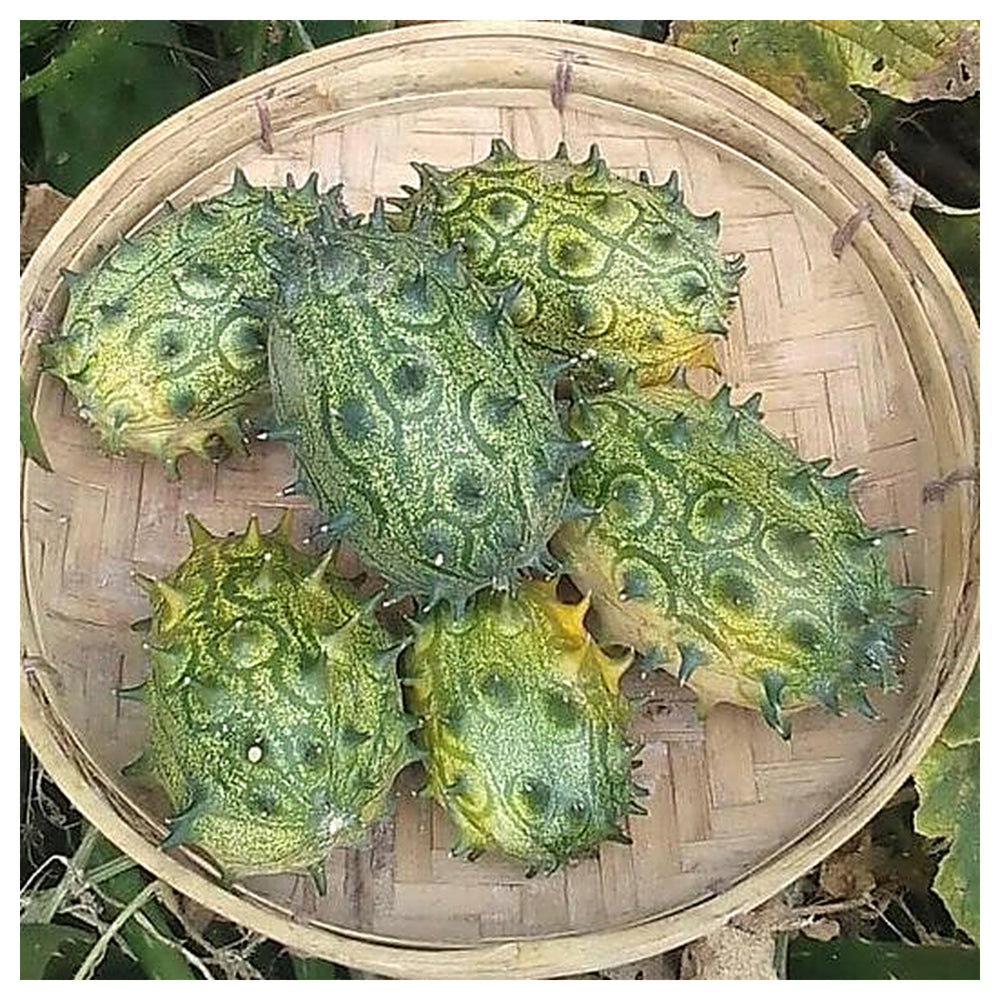 Jelly Melon Seeds for Planting – Heirloom, Non-GMO, High Germination, Organic Garden Seeds | Neera Seeds product photo [neera-v4-7070e359543411e25476]